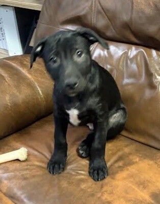 Picture of the Animal Listed